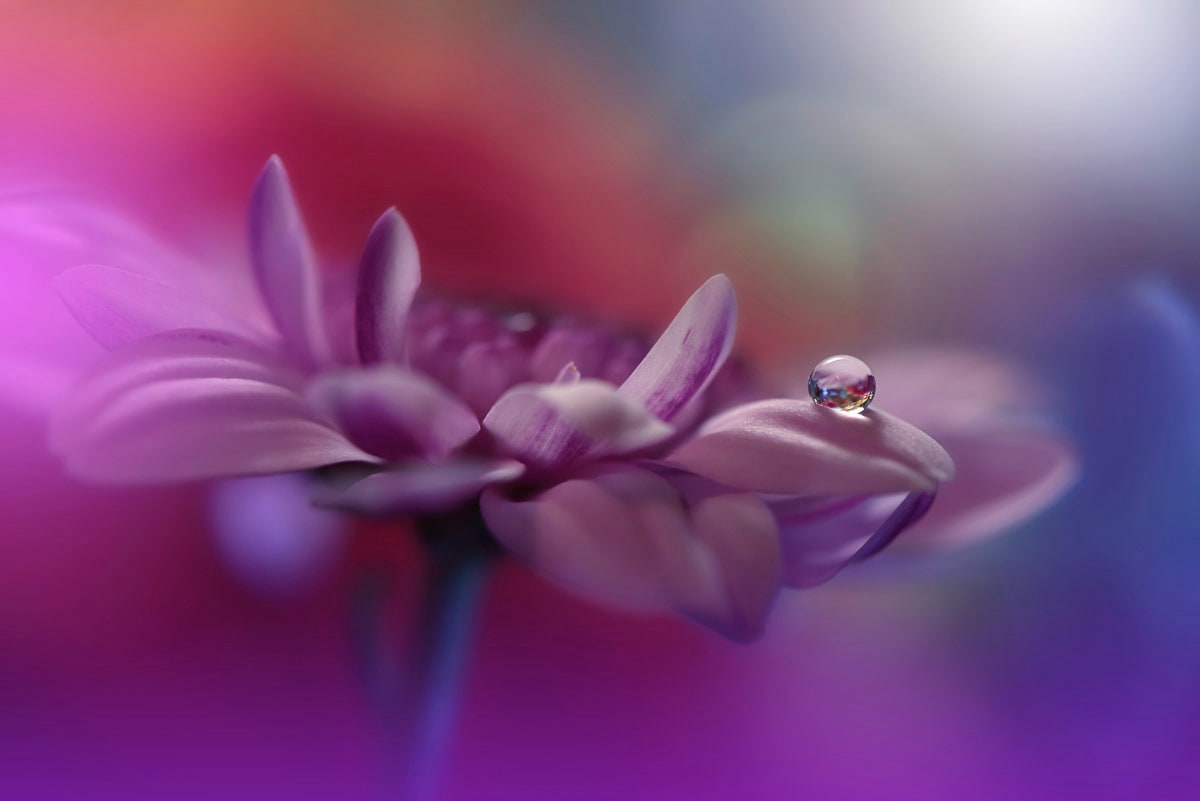Papermoon, Fototapete »Zen Wassertropfen mit Blume Makro«, bunt, Vlies, B/L: 2,5 m m x 1,86 m m - Bahnen: 5 Stk. St., bunt