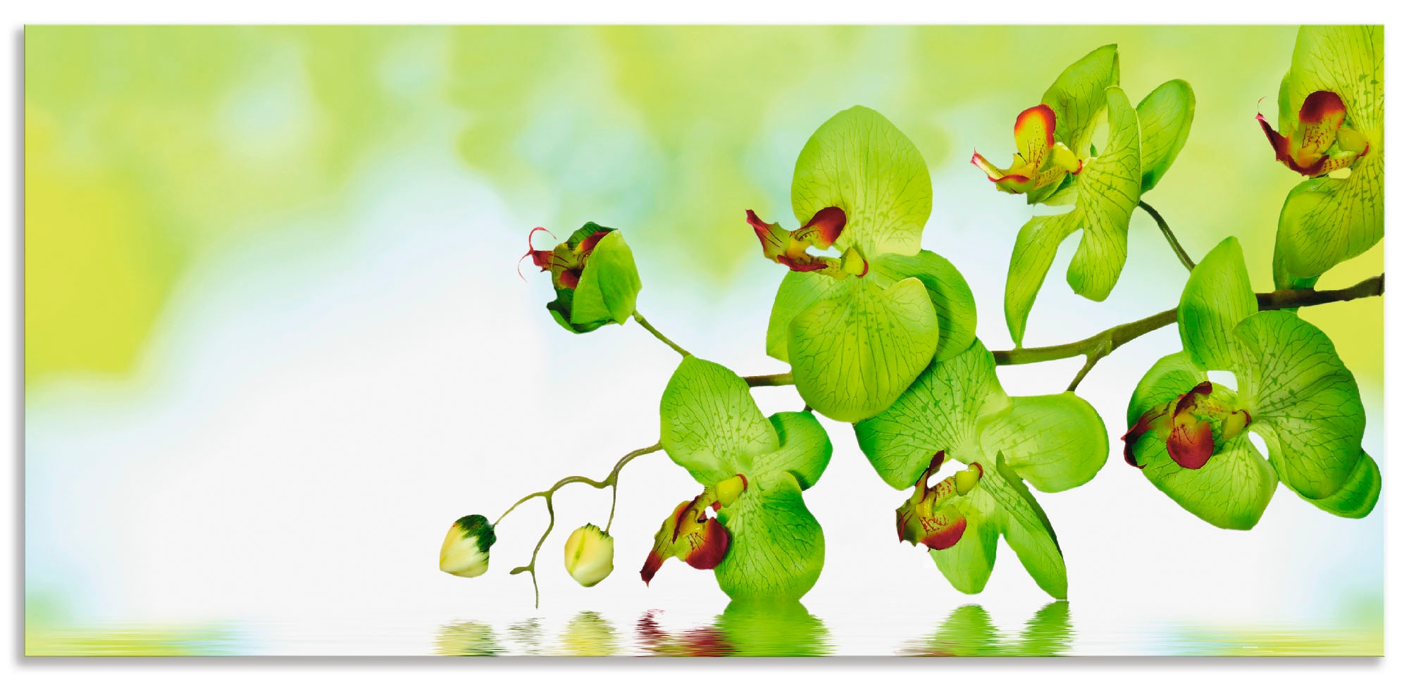 oder Funkuhrwerk, Orchidee Wanduhr wahlweise bequem grünem »Schöne kaufen Quarz- Artland Tickgeräusche mit ohne Hintergrund«, mit lautlos