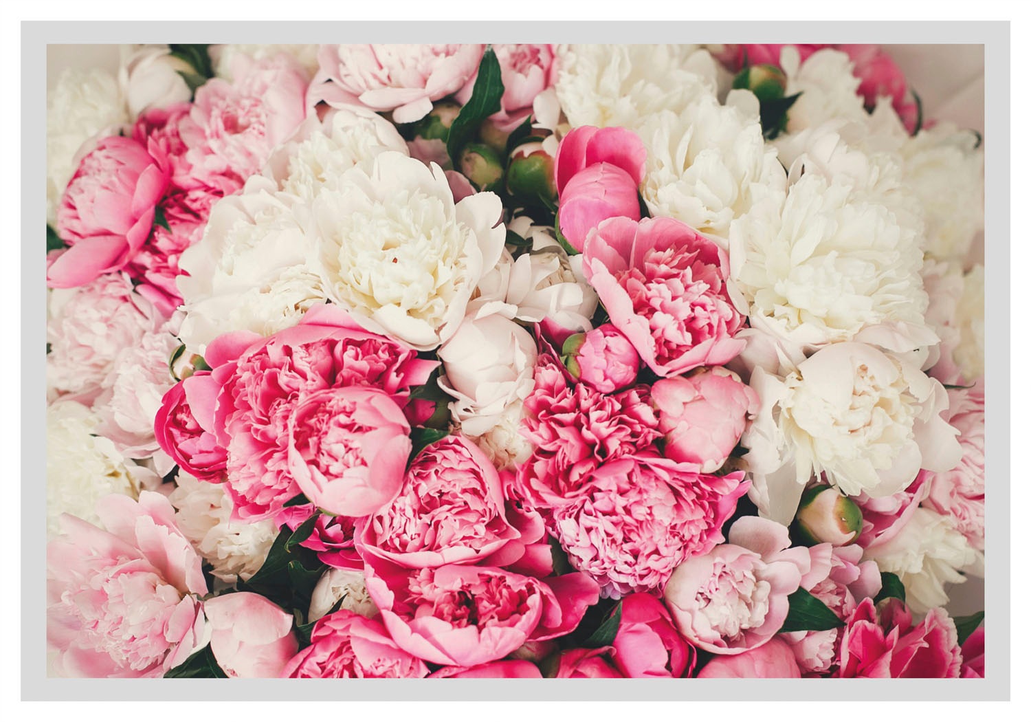 queence Bild »Ruth« Blumen | Foto | Pflanzen | Pflanzenbilder 1 Stk. tlg. HD Premium Poster-Druck inkl. Holzrahmen