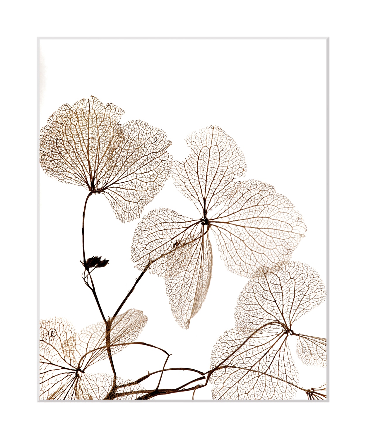 queence Bild »Ina«, Blumen, Blumen, gerahmt