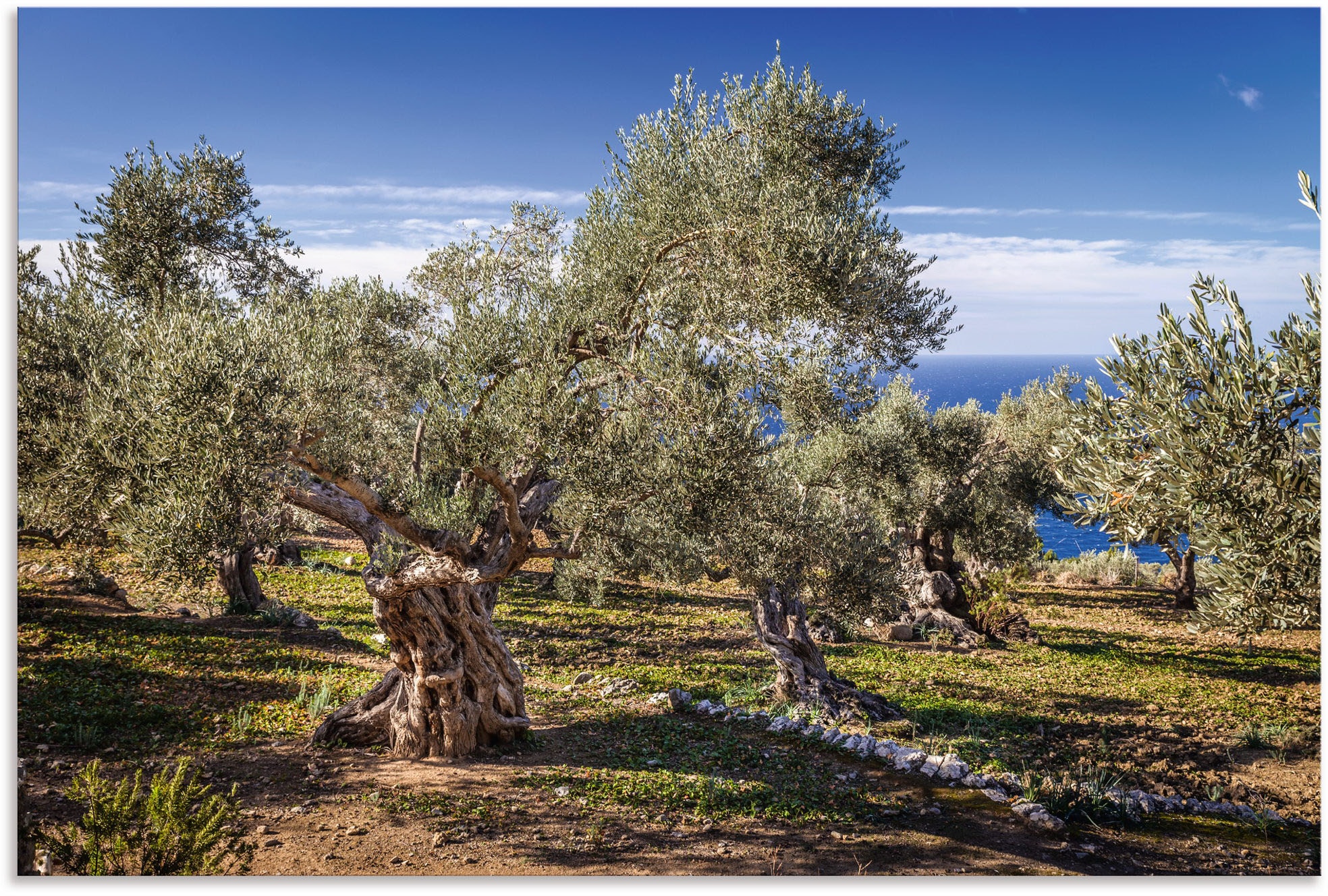 Wandbild »Olivenhain in der Serra de Tramuntana«, Küstenbilder, (1 St.), als Alubild,...