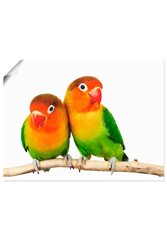 Artland Wandbild »Paar von Grauköpfchen - Papageien«, Vögel, (1 St.), als Alubild,... kaufen