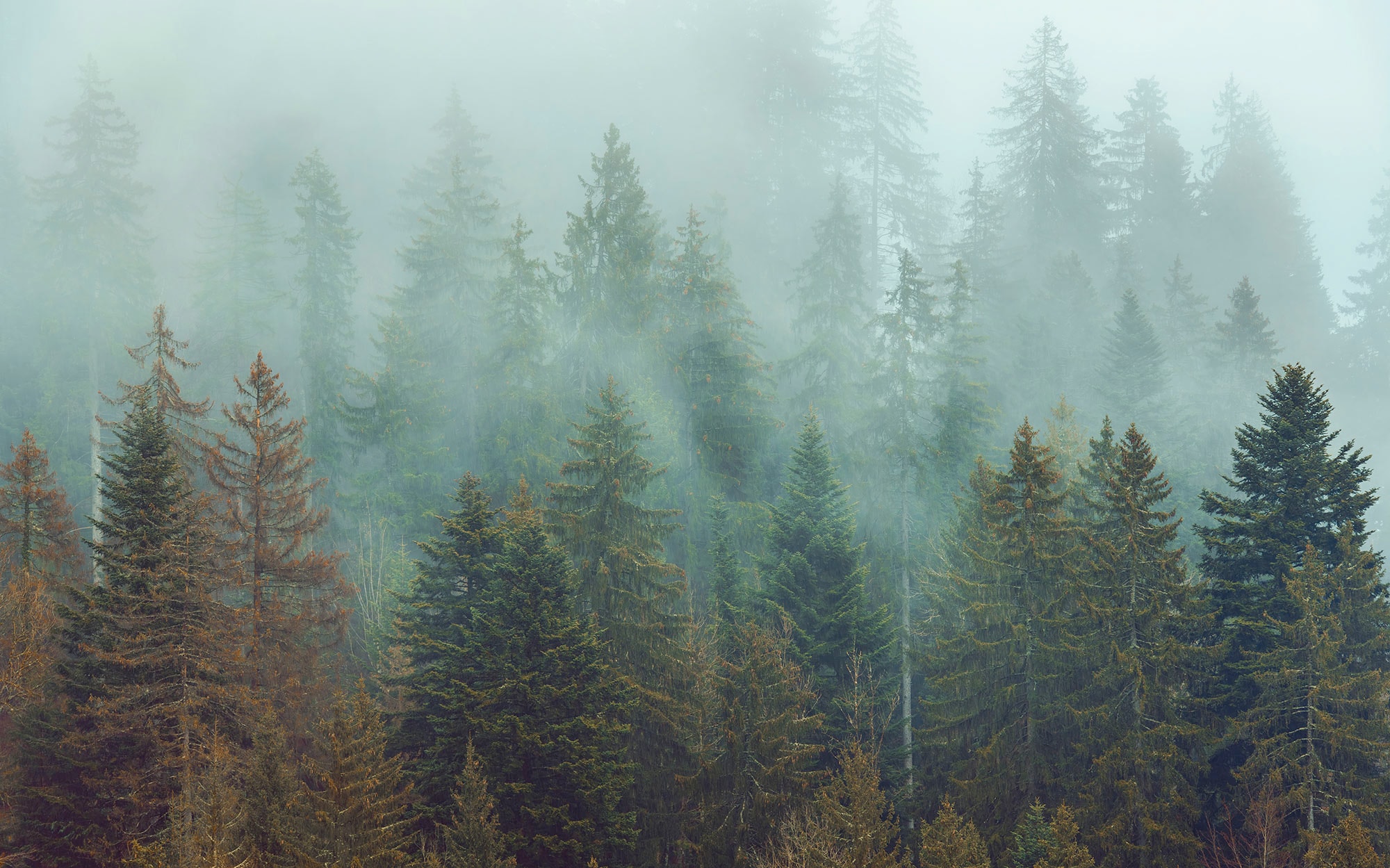 Komar Fototapete »Vlies Fototapete - Foggy Firs - Größe 400 x 250 cm« Motiv | bedruckt glatt