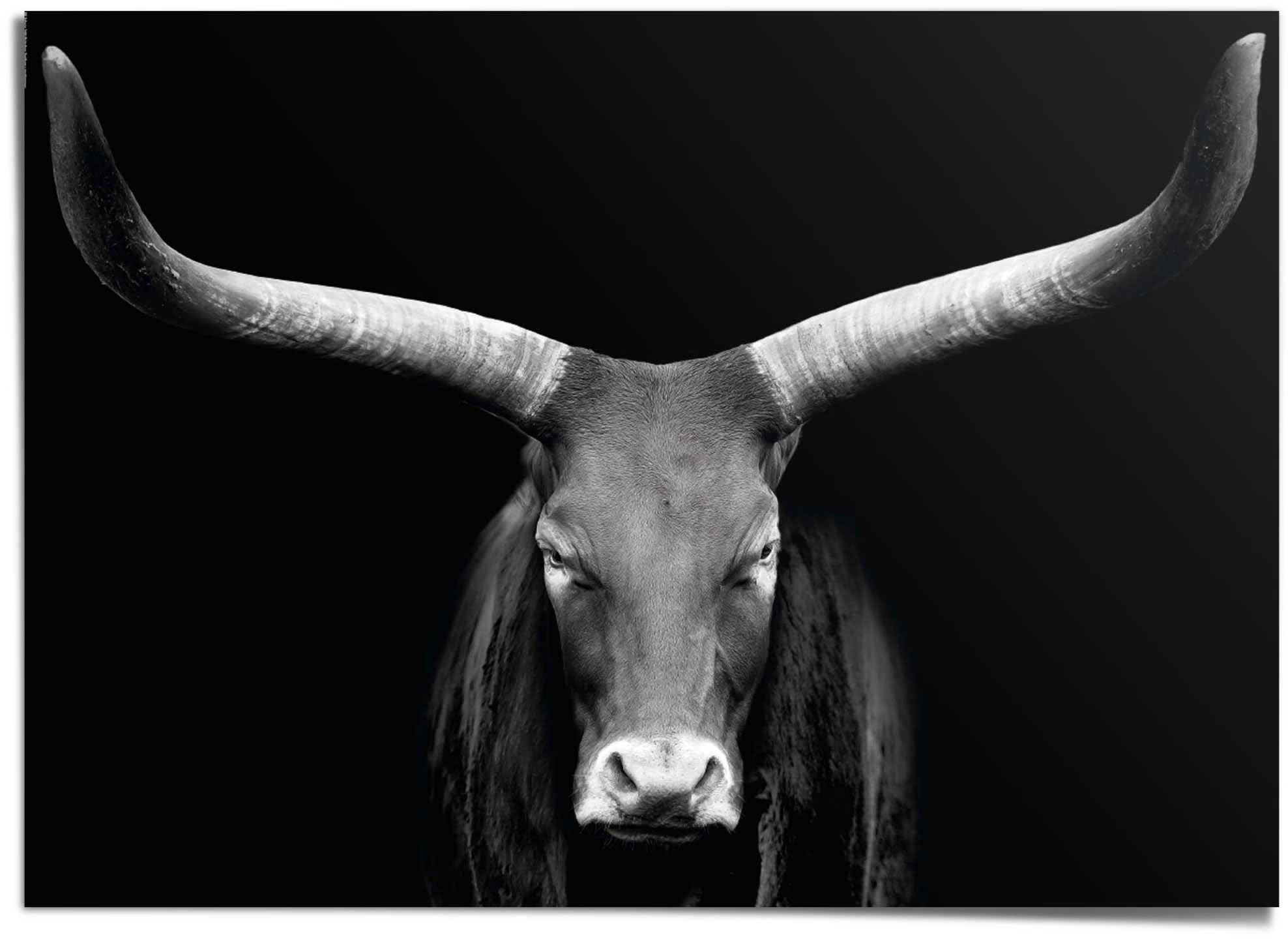 Reinders! Poster »Afrikanische Kuh« auf Rechnung bestellen | Poster