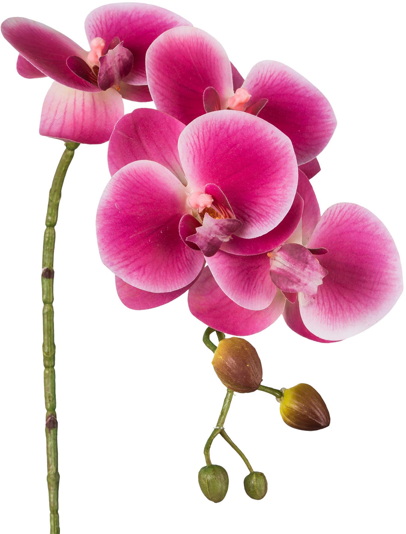Creativ green Kunstblume »Phalaenopsis 3D-print« mit Real-Touch-Blüten