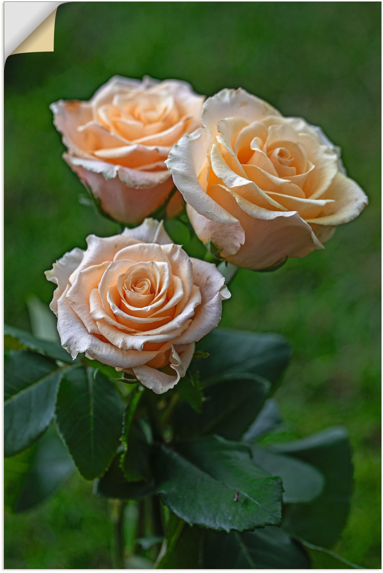 Artland Wandbild »wunderschöne Rosen«, in Rechnung bestellen Blumenbilder, Größen St.), (1 auf Leinwandbild, Alubild, versch. oder Poster Wandaufkleber als