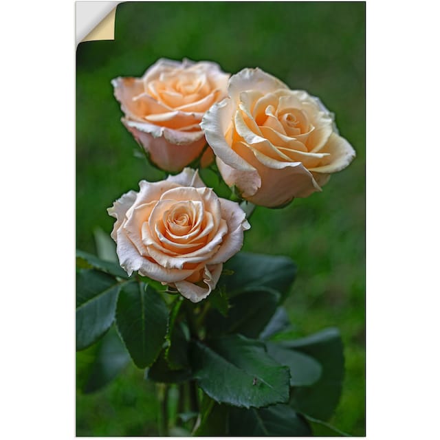 Artland Wandbild »wunderschöne Rosen«, Blumenbilder, (1 St.), als Alubild,  Leinwandbild, Wandaufkleber oder Poster in versch. Größen auf Rechnung  bestellen