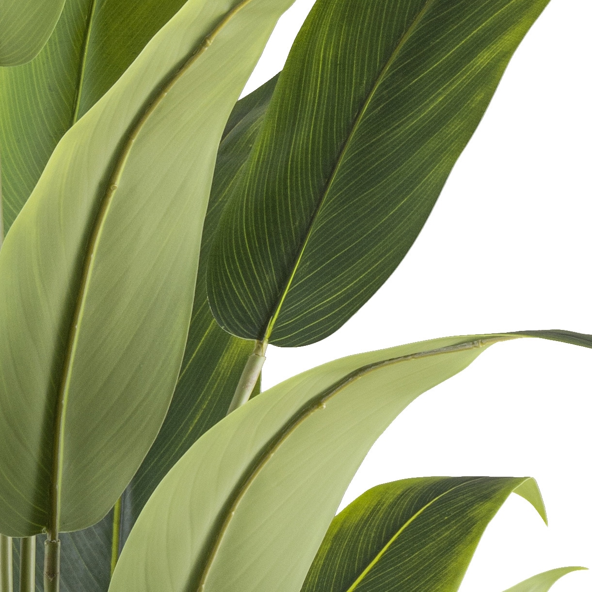 Creativ green Kunstpflanze »Strelitzia reginae«, mit tollem Blattwerk