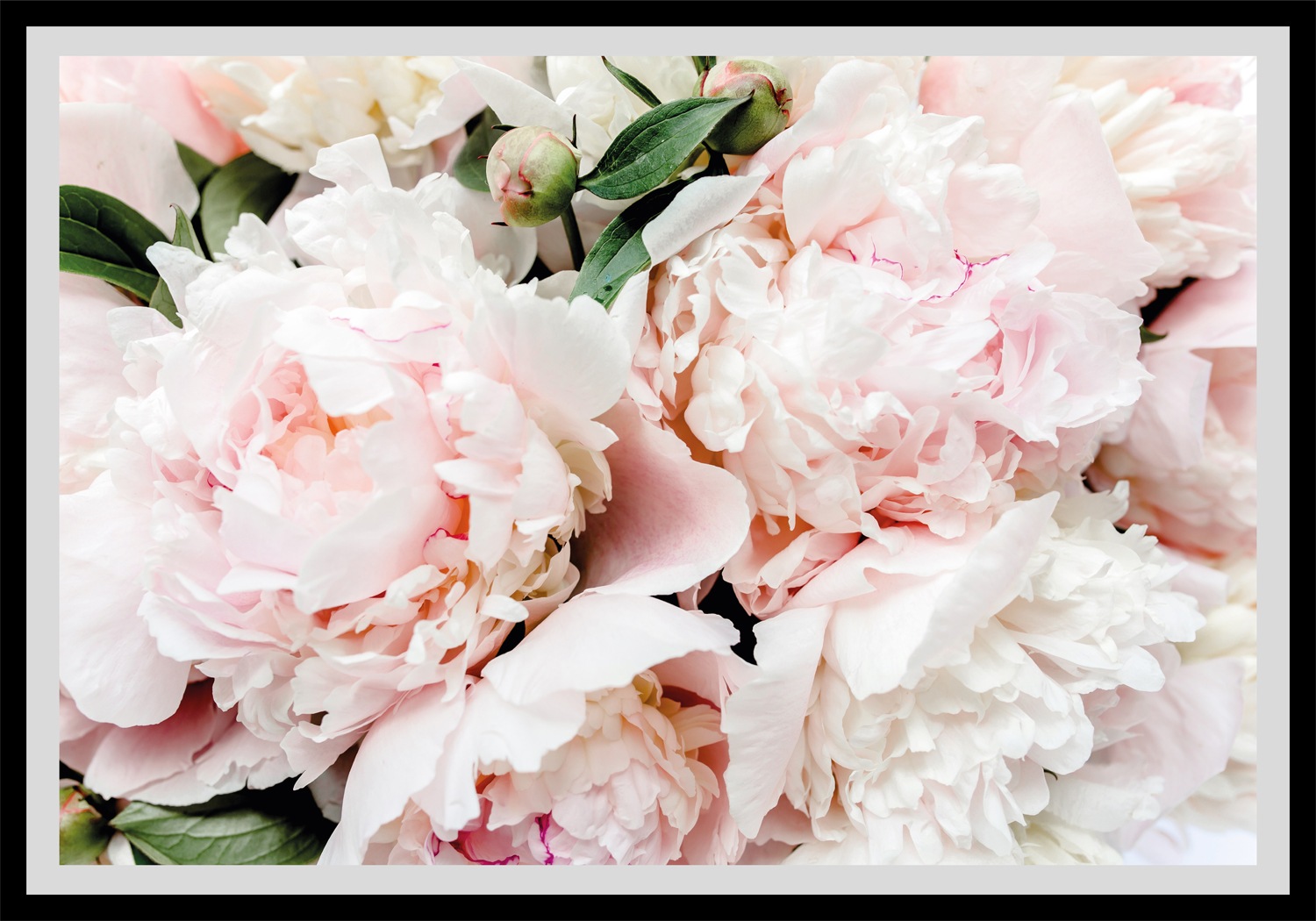 queence Bild »Lotta«, Blumen, gerahmt, Rosen