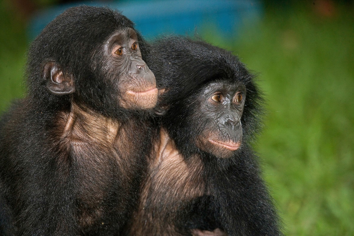 Papermoon, Fototapete »Baby Bonobos«, bunt, Vlies, B/L: 4 m m x 2,6 m m - Bahnen: 8 Stk. St., bunt