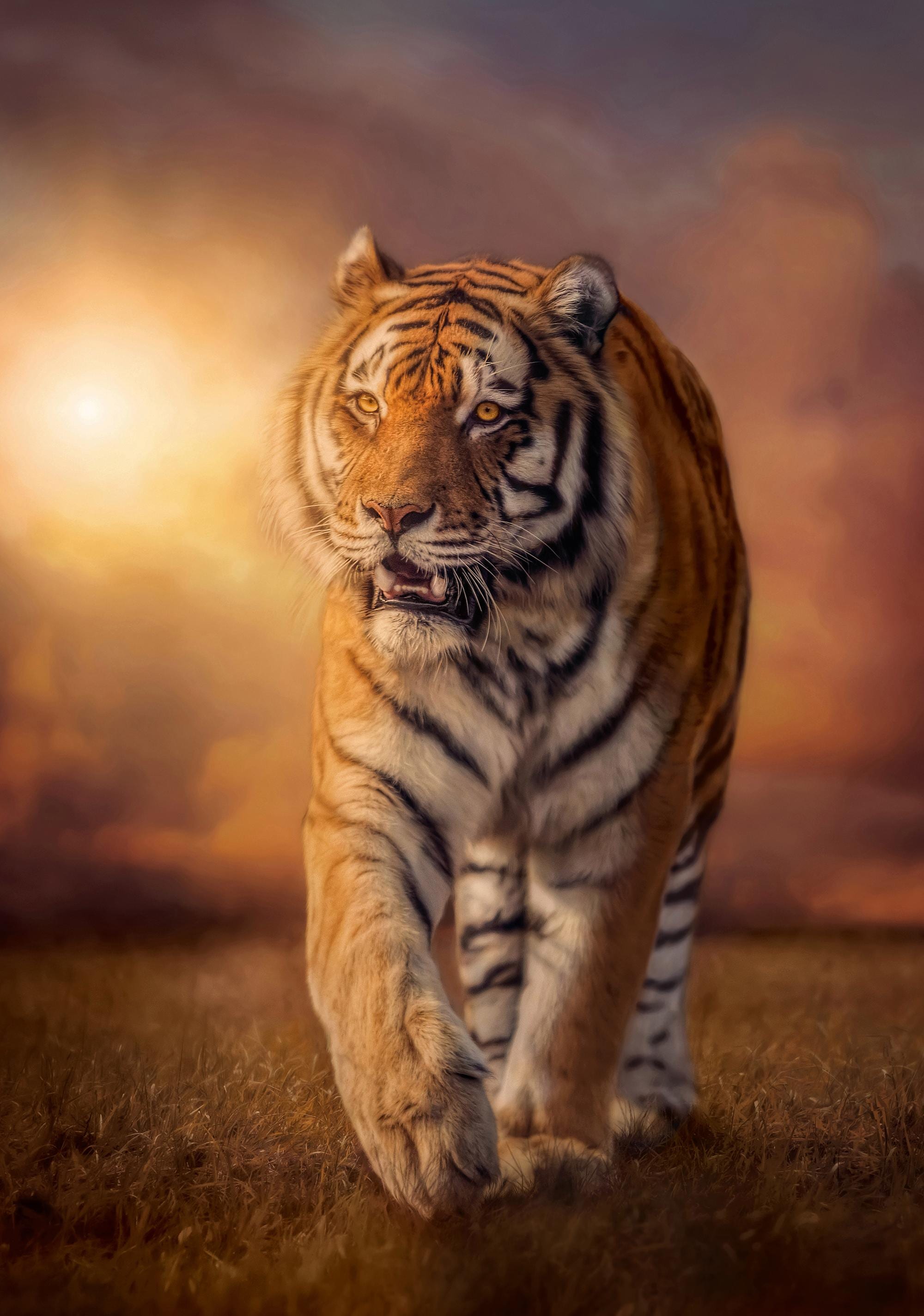 Clementoni® Puzzle »High Quality Collection, Tiger«, Made in Europe