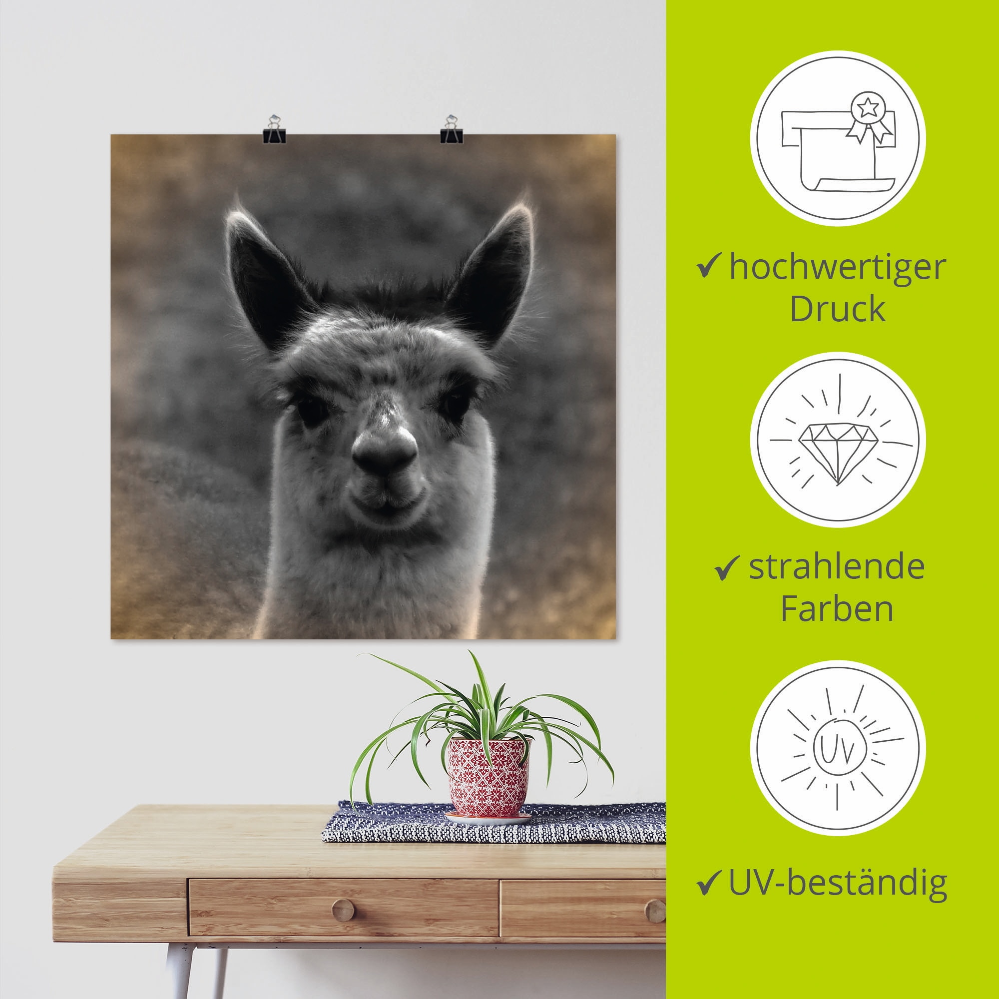 Artland Poster »Alpaka Blick« Wildtiere 1 Stk. tlg. ohne Rahmen
