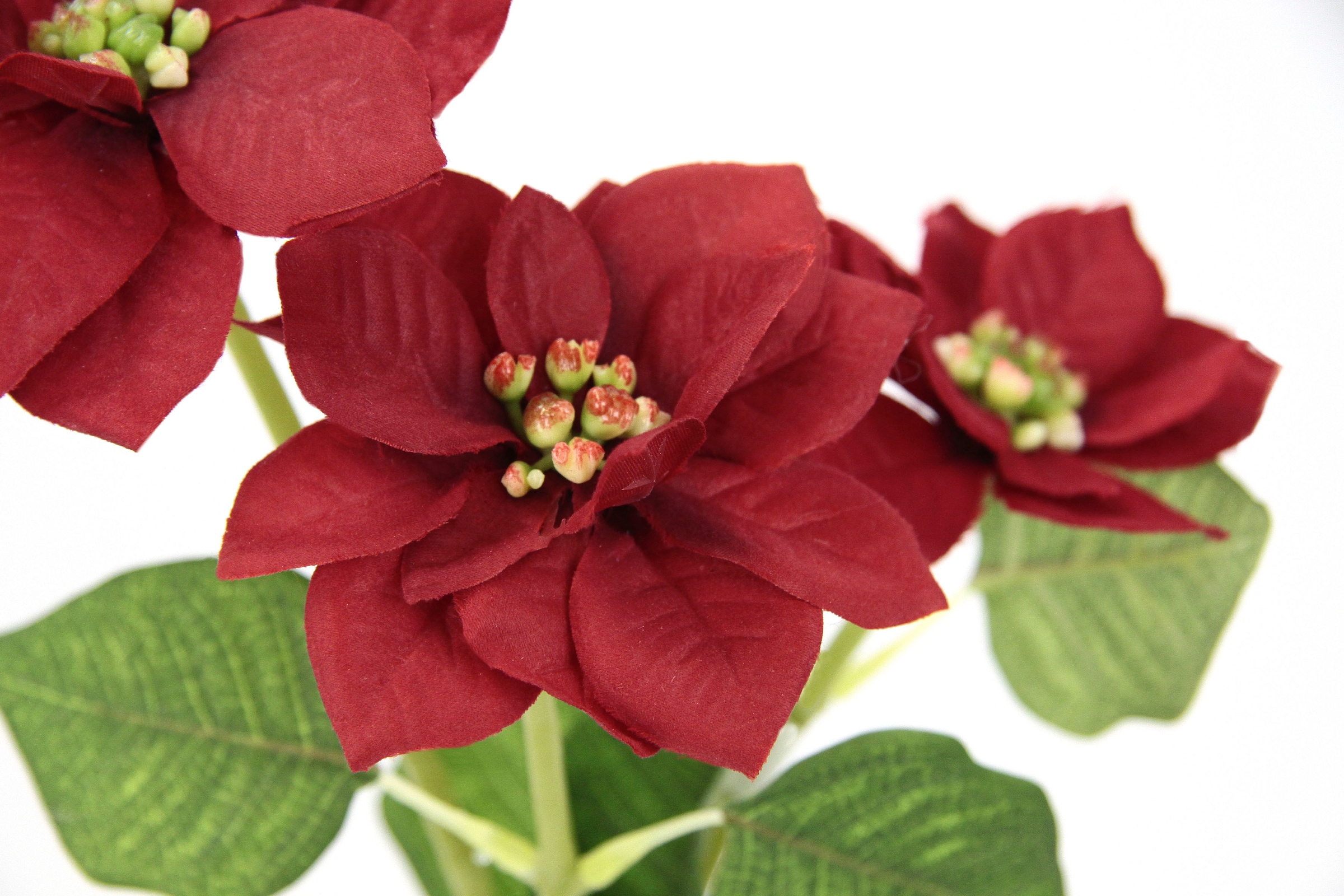 I.GE.A. Kunstblume »Poinsettie« Künstlicher Poinsettiazweig, 5er Set