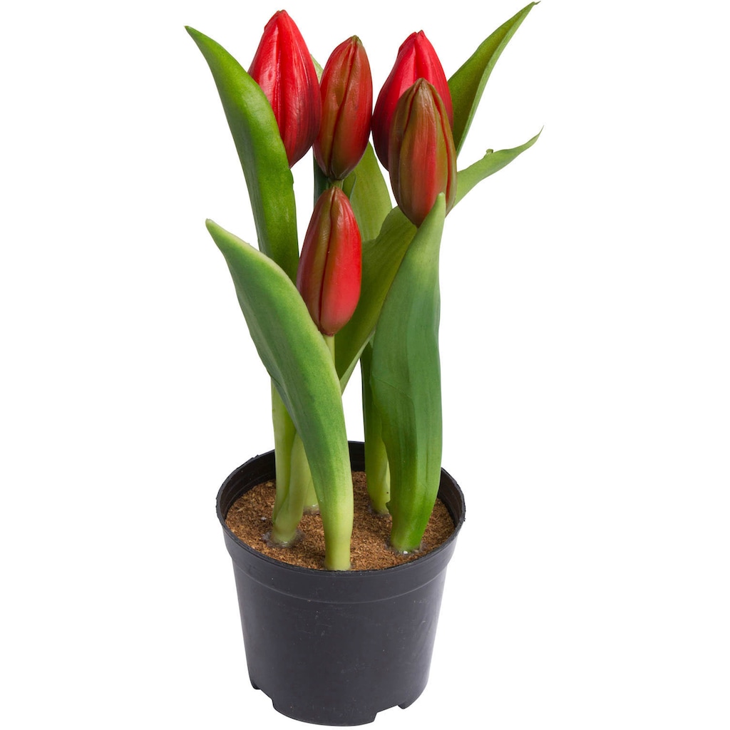 my home Kunstblume »Tulpenpflanze mit 5 Knospen«