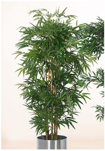 Schneider Kunstpflanze »Bambusbaum« kaufen