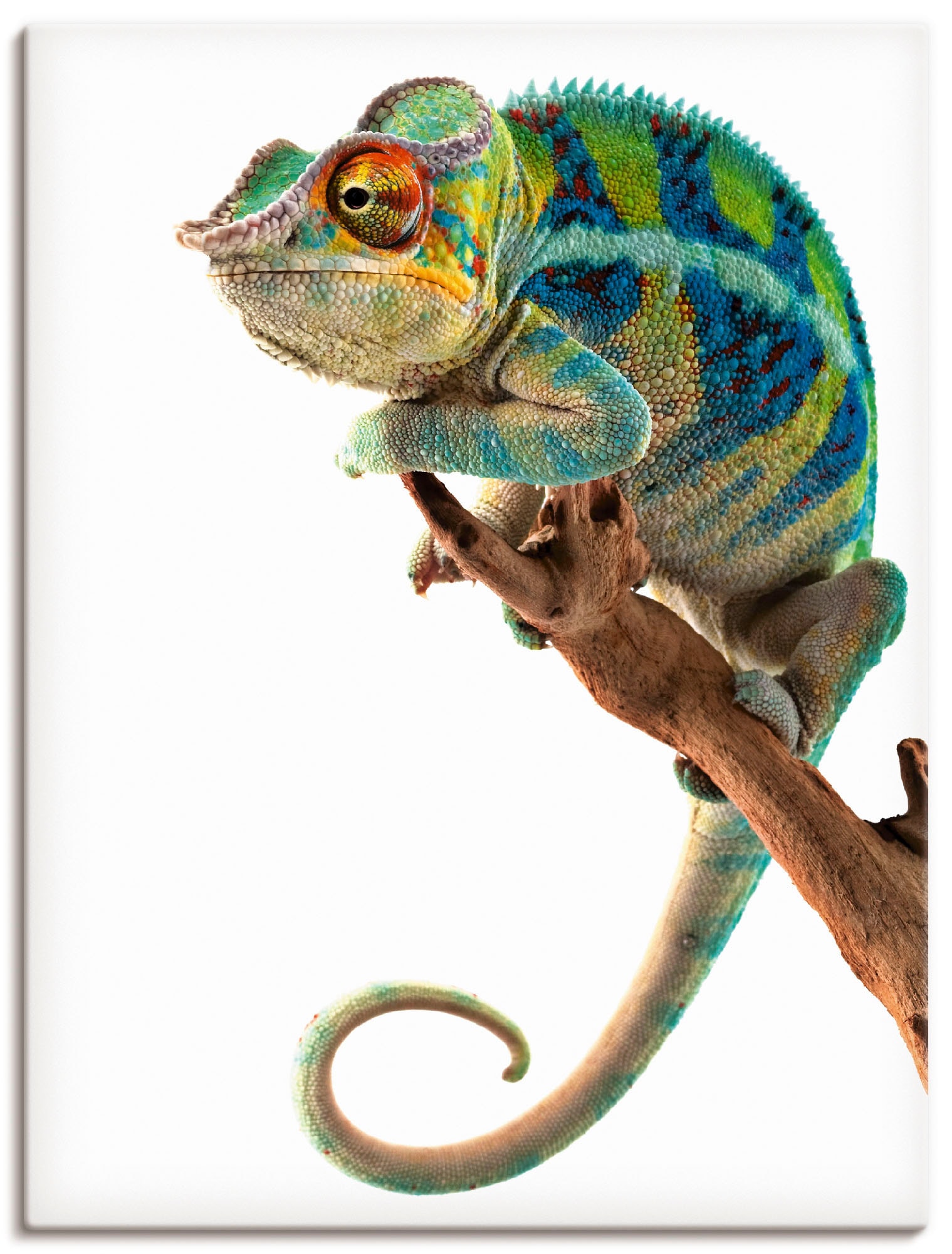 Artland Leinwandbild "Ambanja Panther Chamäleon" Reptilien 1 Stk. tlg. auf Holzrahmen gespannt
