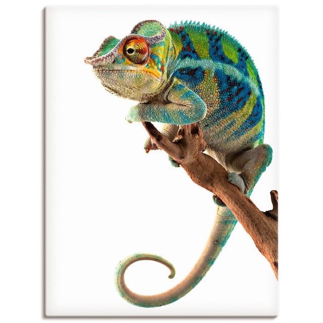 Artland Wandbild »Ambanja Panther Chamäleon«, Reptilien, (1 St.), als  Alubild, Leinwandbild, Wandaufkleber oder Poster in versch. Größen auf  Rechnung kaufen