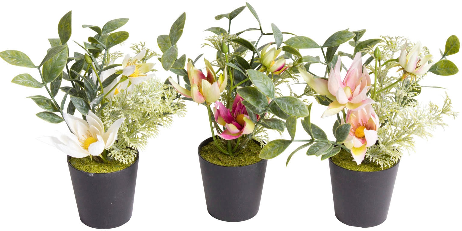 Botanic-Haus Künstliche Zimmerpflanze »Christrosen-Arrangement im schwarzen  Kunststofftopf« bequem bestellen