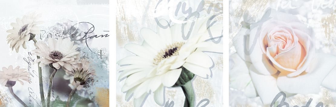 Home affaire Kunstdruck »S., D.: Gerberas Detail«, 3-tlg., je 29/29 cm