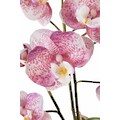 I.GE.A. Kunstpflanze »Orchidee«, (Set, 2 St.)