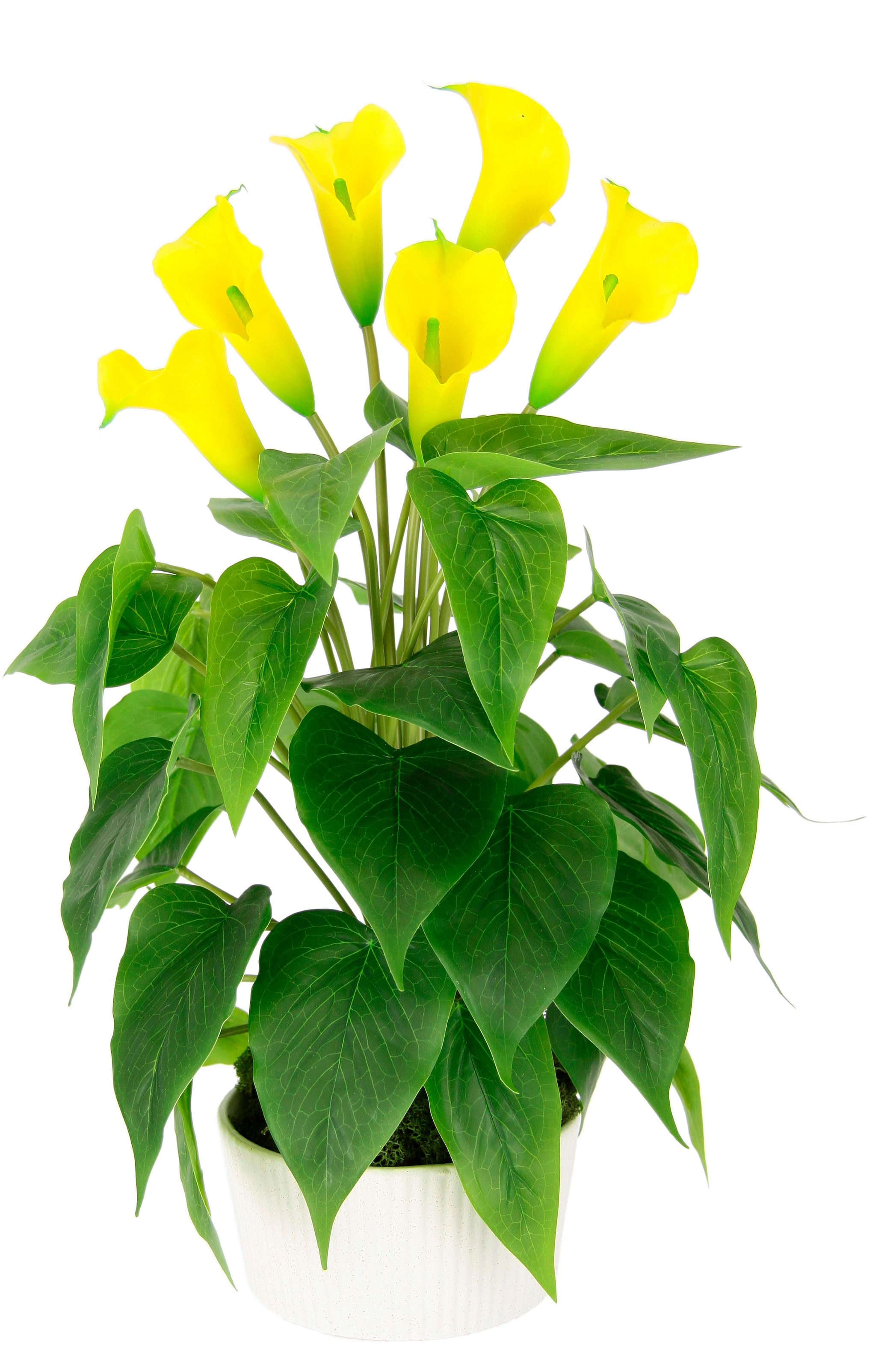 Seidenblumen Keramik I.GE.A. Kunstpflanze Topf bequem aus Künstliche Blumen kaufen Im Kunstblume »Calla«,