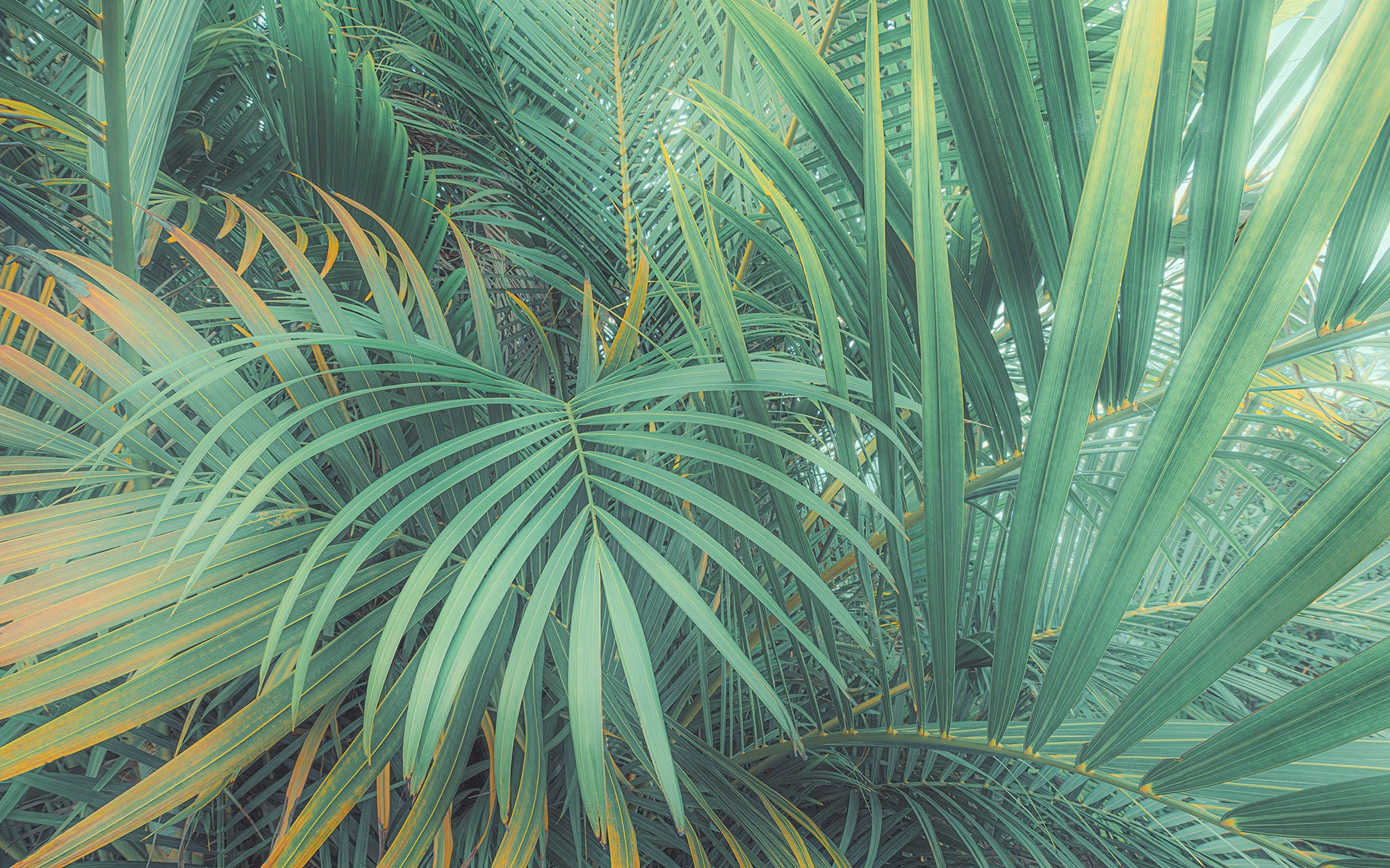 Komar Fototapete »Digitaldruck Vlies -  Foggy Fern - Größe 400 x 250 cm« bedruckt glatt Wohnzimmer, Schlafzimmer