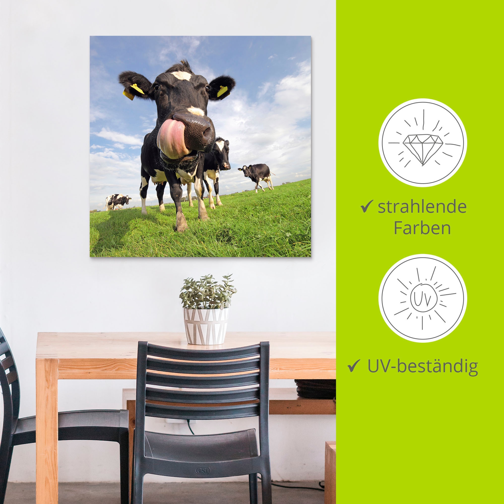 Artland Alu-Dibond-Druck »Holstein-Kuh mit gewaltiger Zunge« Haustiere 1 Stk. tlg. für Innen- und Außenbereich geeignet, Outdoorbild