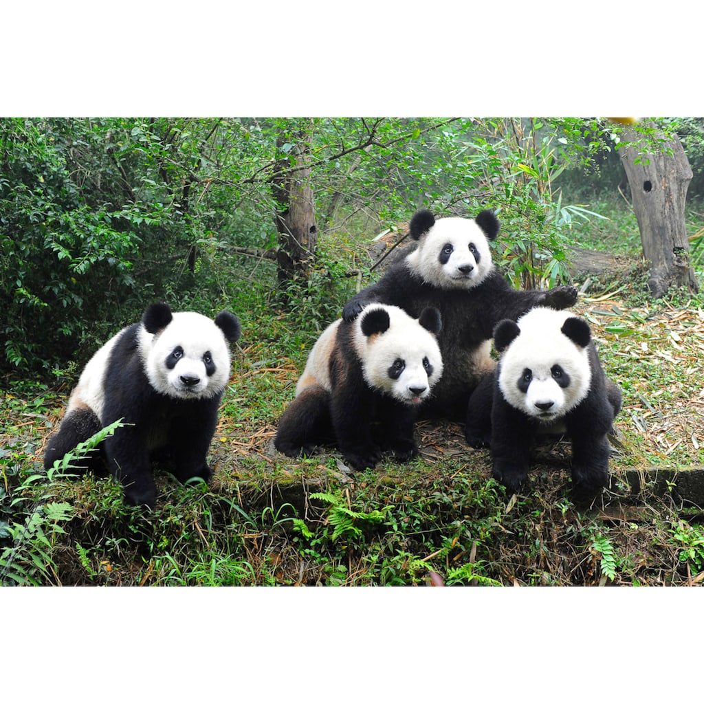 Papermoon Fototapete »GROßER PANDA BÄR-TIERE CHINA WALD LANDSCHAFT BÄUME«