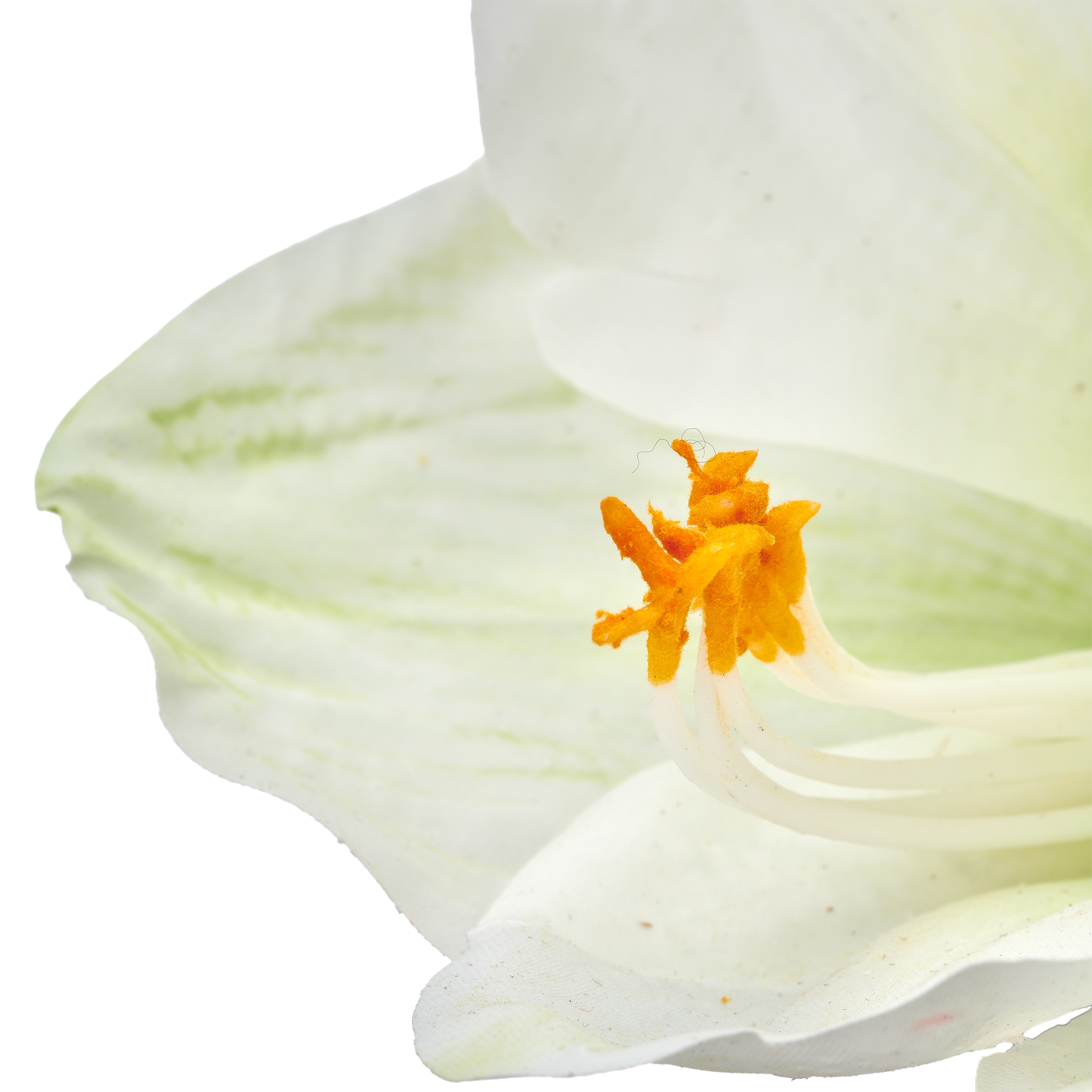 OTTO home Winterliche Kunstpflanze »Amaryllis, wahlweise in rot oder weiß, 48cm hoch« mit naturgetreuen, großen Blüten im Keramik Übertopf