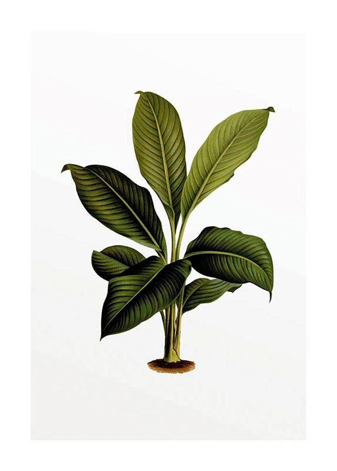 Komar Poster »Elastica Leaf«, Pflanzen-Blätter, 3 XXL (1 Wohnzimmer kaufen St.), Schlafzimmer, Jahren Garantie Kinderzimmer, mit online 