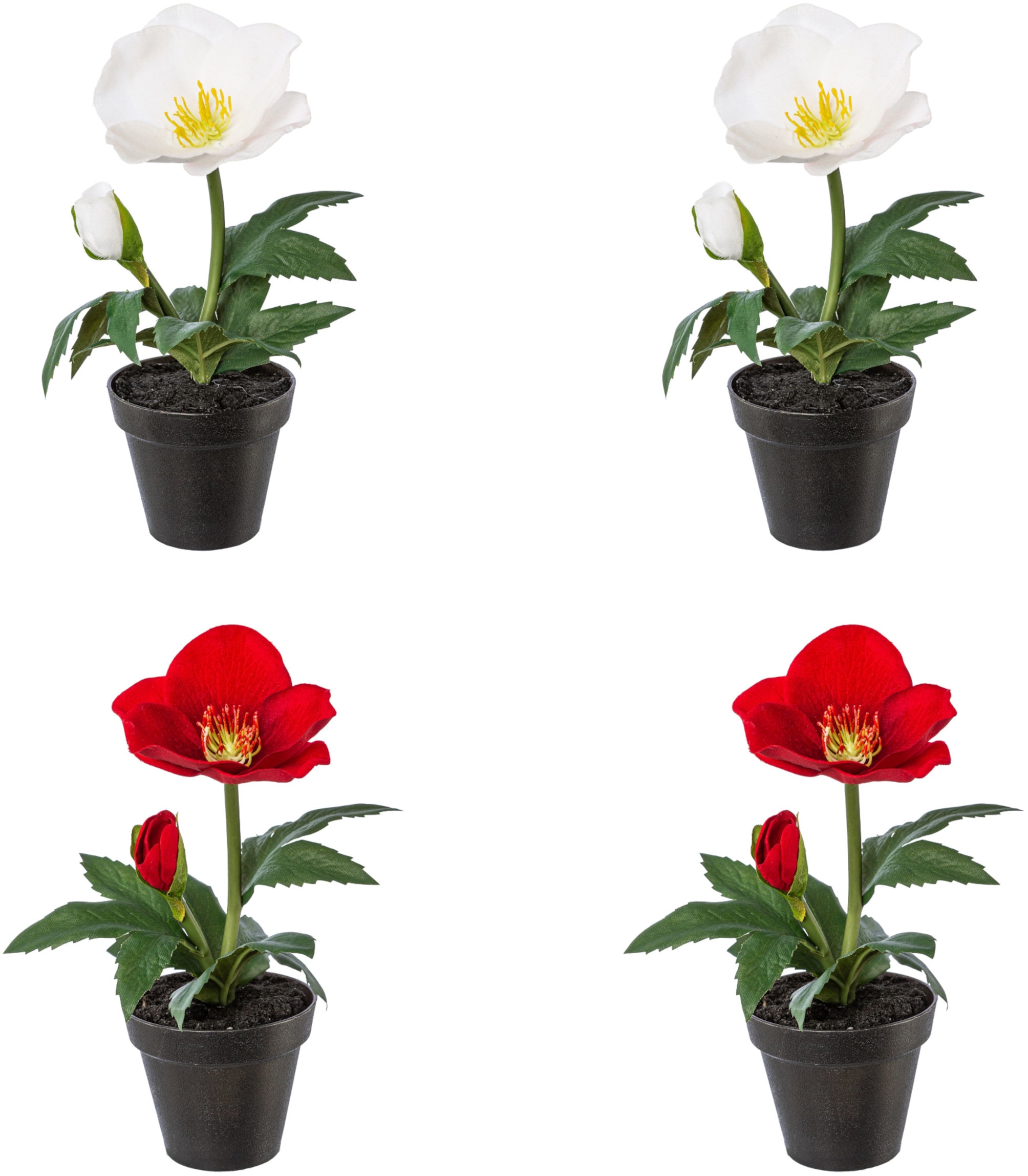Creativ green Winterliche Kunstpflanze »Weihnachtsdeko«, im Topf, im 4er-Set  (2x Farbe Rot und 2x Farbe Weiß) auf Raten bestellen
