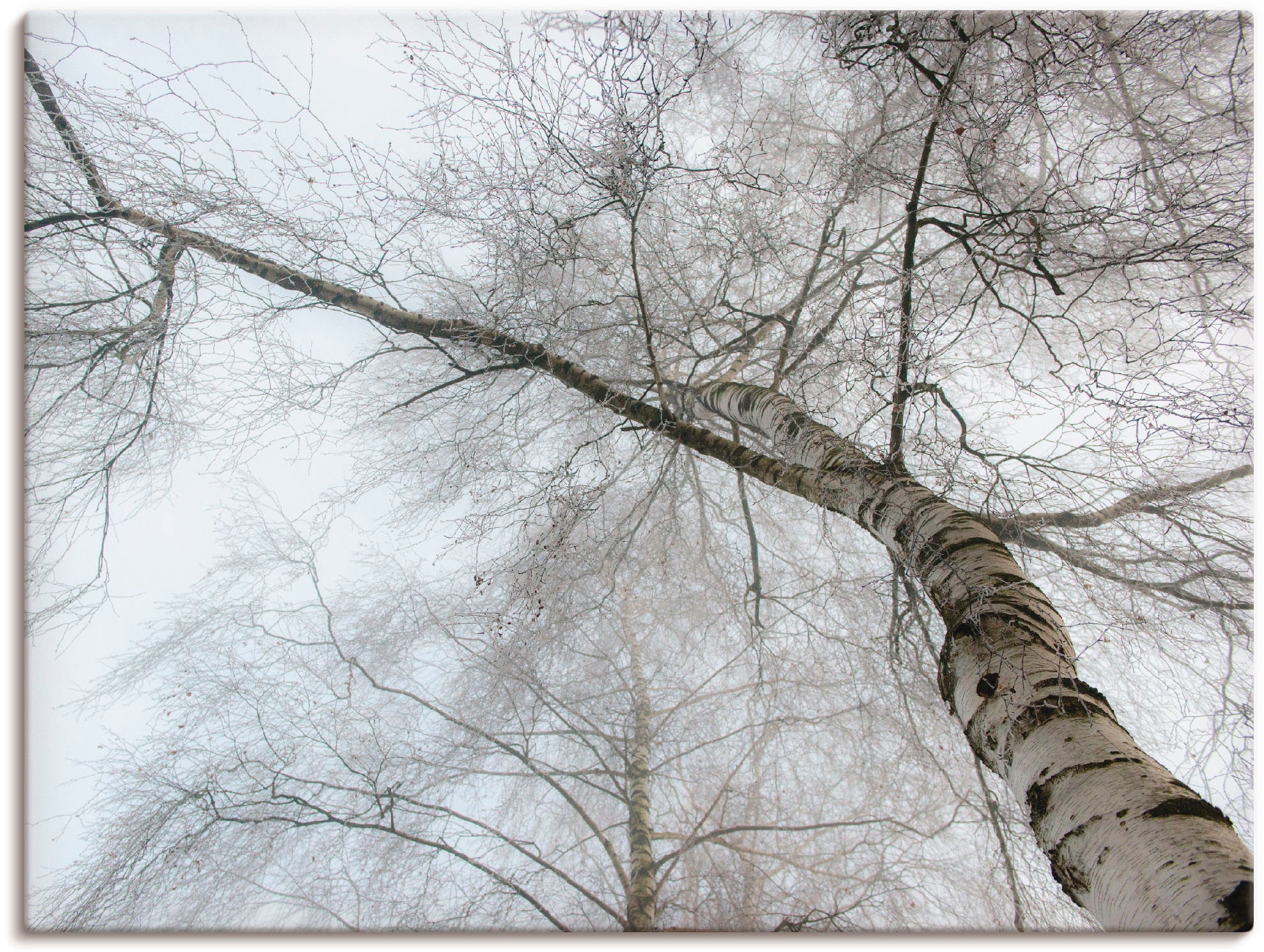 Artland Wandbild verschied. Wandaufkleber Leinwandbild, Größen kaufen auf als St.), Birke«, Bäume, in Rechnung (1 »Winter