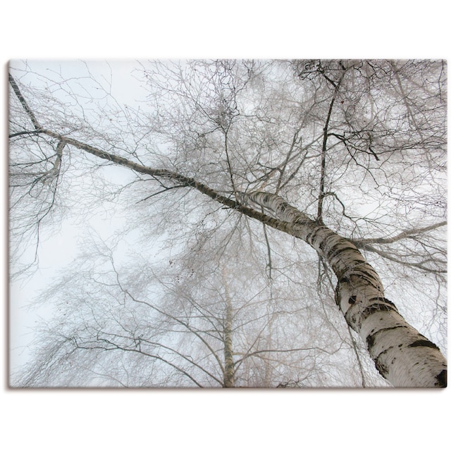 Artland Wandbild »Winter Birke«, Bäume, (1 St.), als Leinwandbild,  Wandaufkleber in verschied. Größen auf Rechnung kaufen