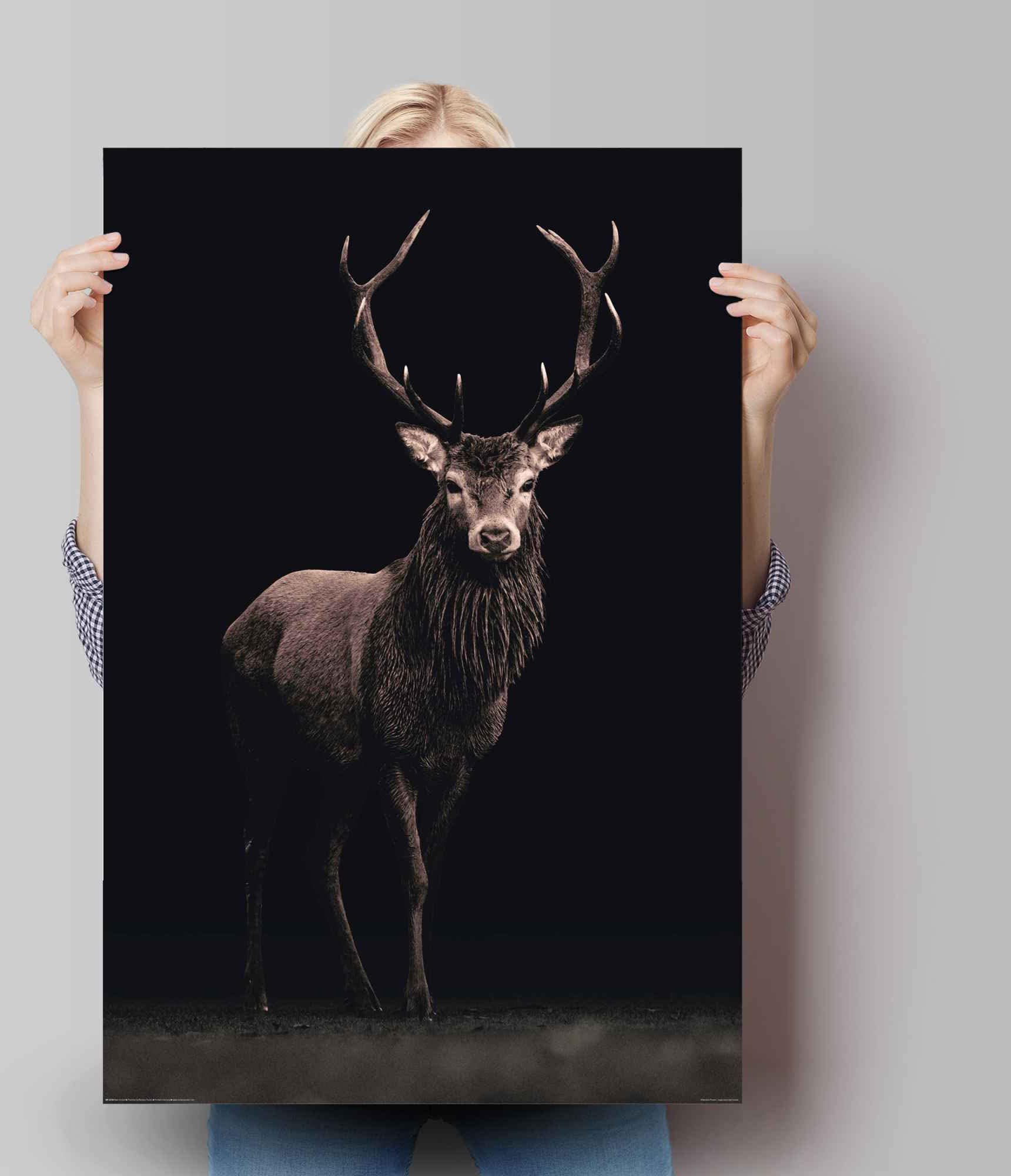 Reinders! Poster »Poster Hirsch« Hirsche 1 Stk. tlg.