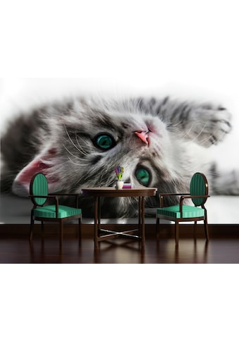 Consalnet Fototapete »Süßes Kätzchen«, Motiv kaufen