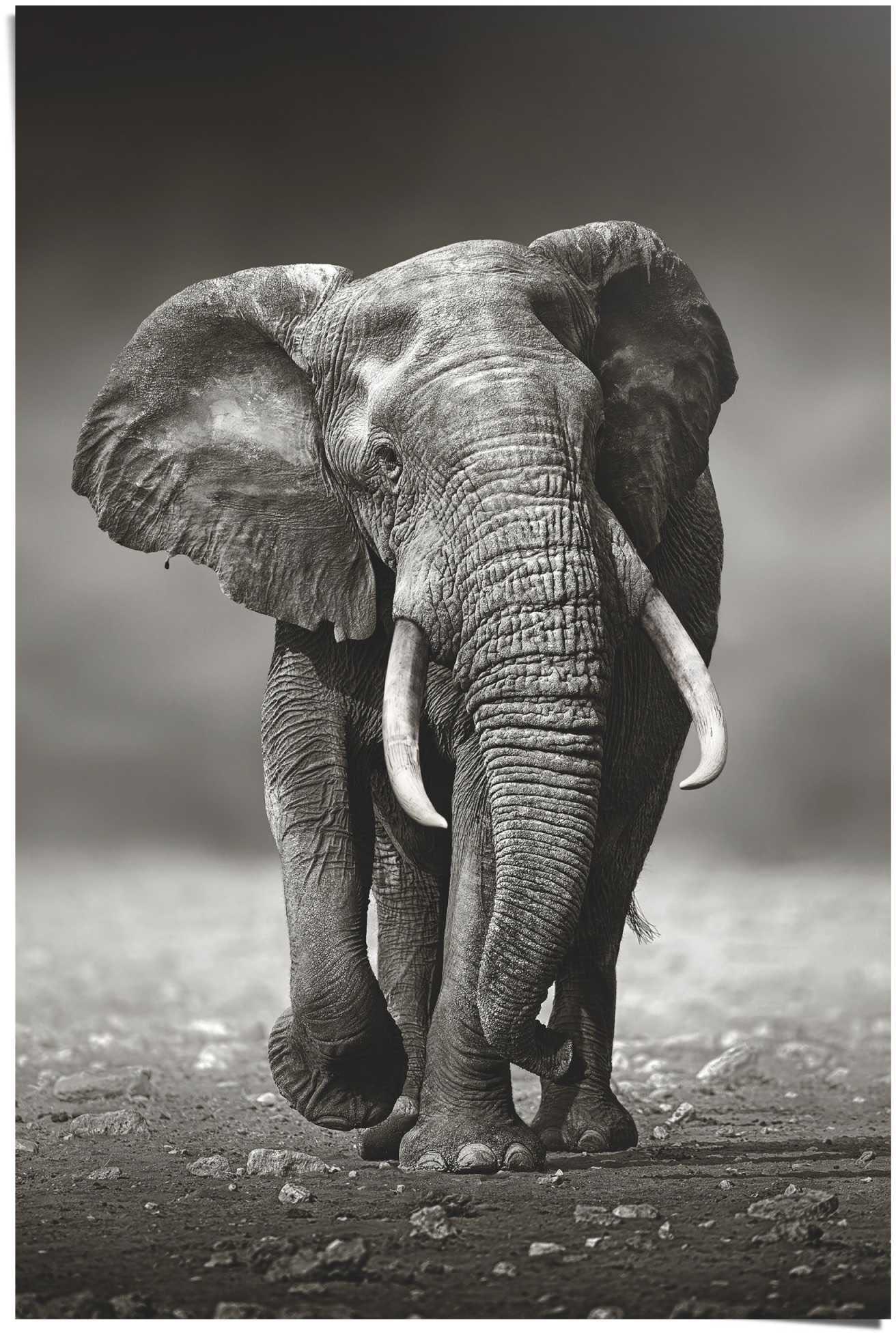 auf kaufen Elefanten, Poster St.) (1 Wanderung«, Elefant »Poster Reinders! Raten