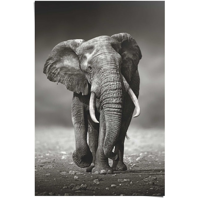 Reinders! Poster »Poster Elefant Wanderung«, Elefanten, (1 St.) auf Raten  kaufen