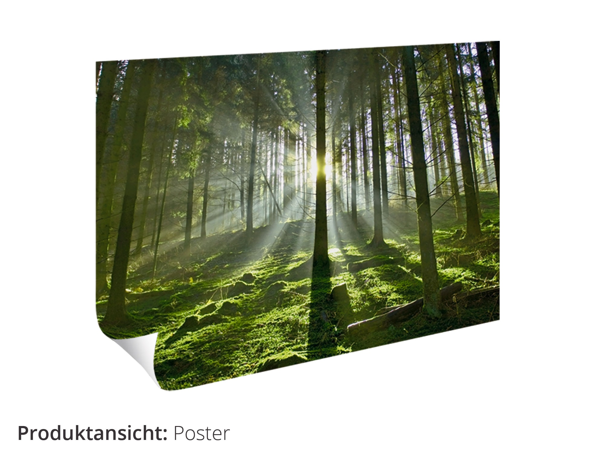 Artland Wandbild als St.), Poster oder Wildtiere, Größen Wandaufkleber in Alubild, Zwergkaninchen bequem versch. »Weißes Leinwandbild, Baby«, (1 bestellen