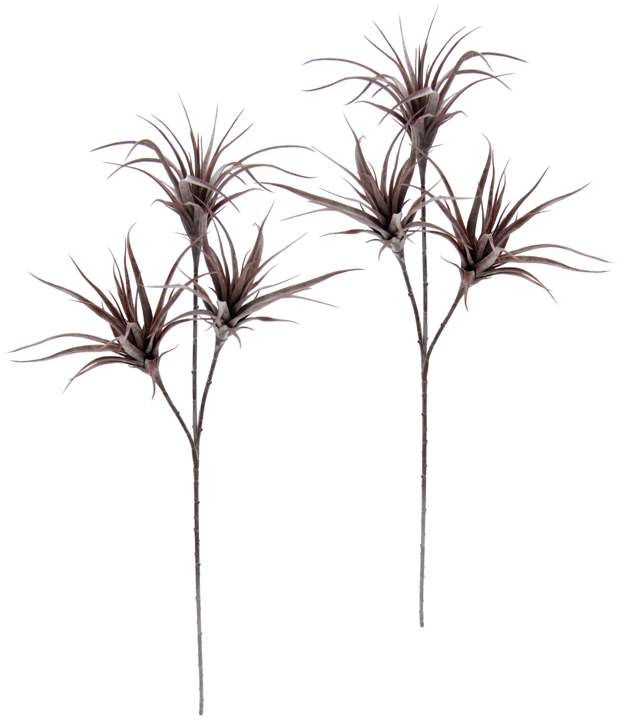 I.GE.A. Kunstpflanze »Tillandsia« 2er Set