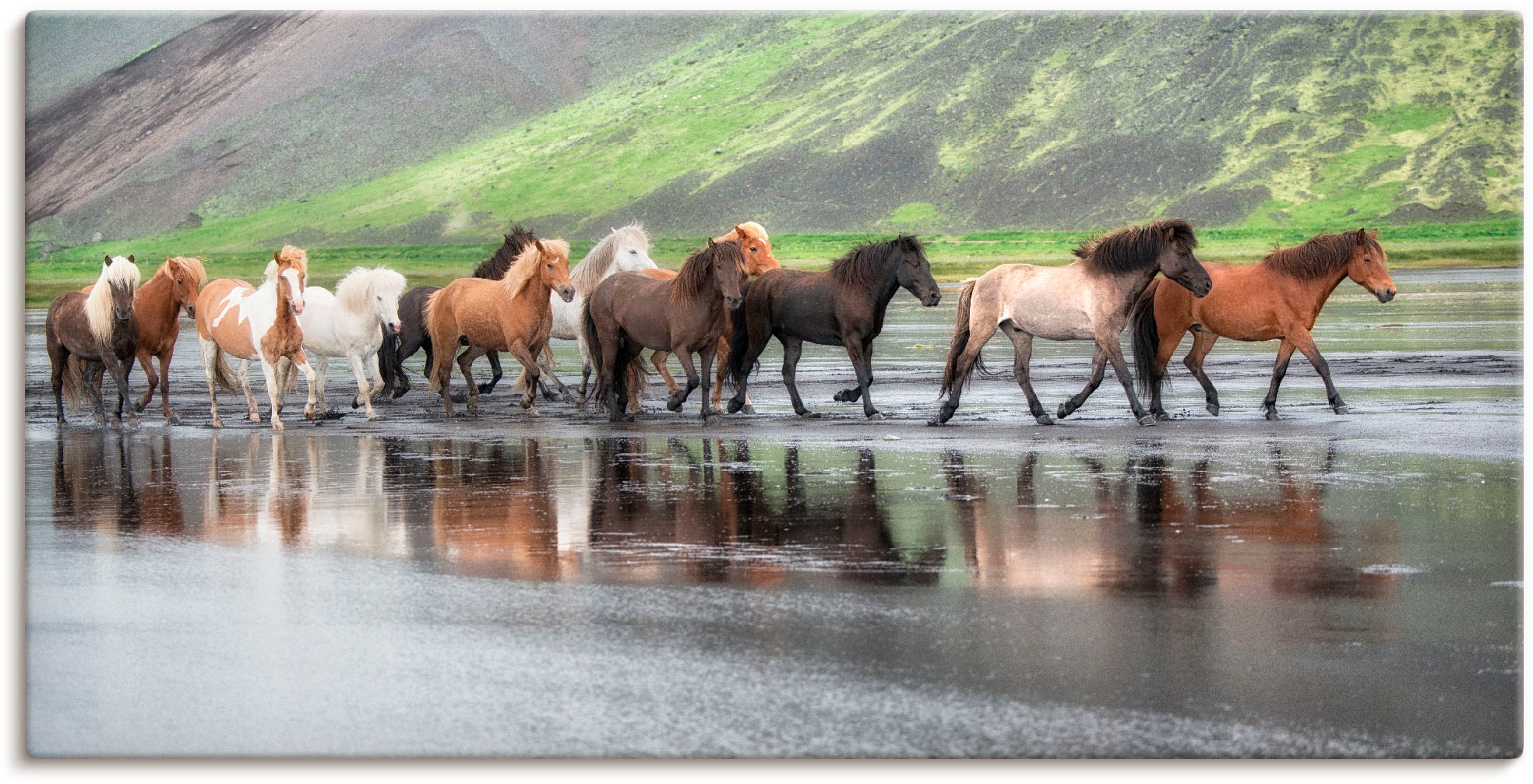 Artland Wandbild »Isländische Pferde XIV«, Haustiere, (1 St.), als Alubild,  Leinwandbild, Wandaufkleber oder Poster in versch. Größen auf Raten kaufen | Leinwandbilder
