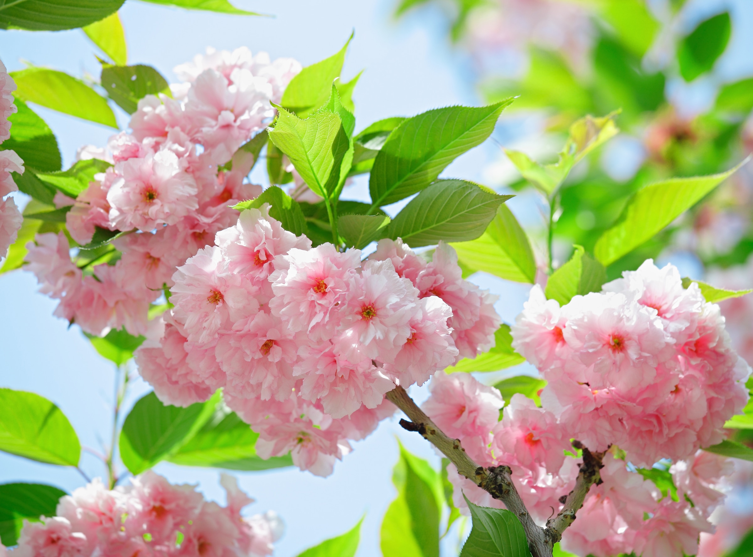 Fototapete »Sakury Cherry Blossom«