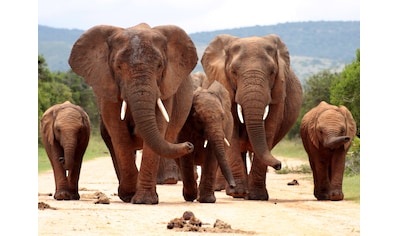 Fototapete »African Elephant Herd«