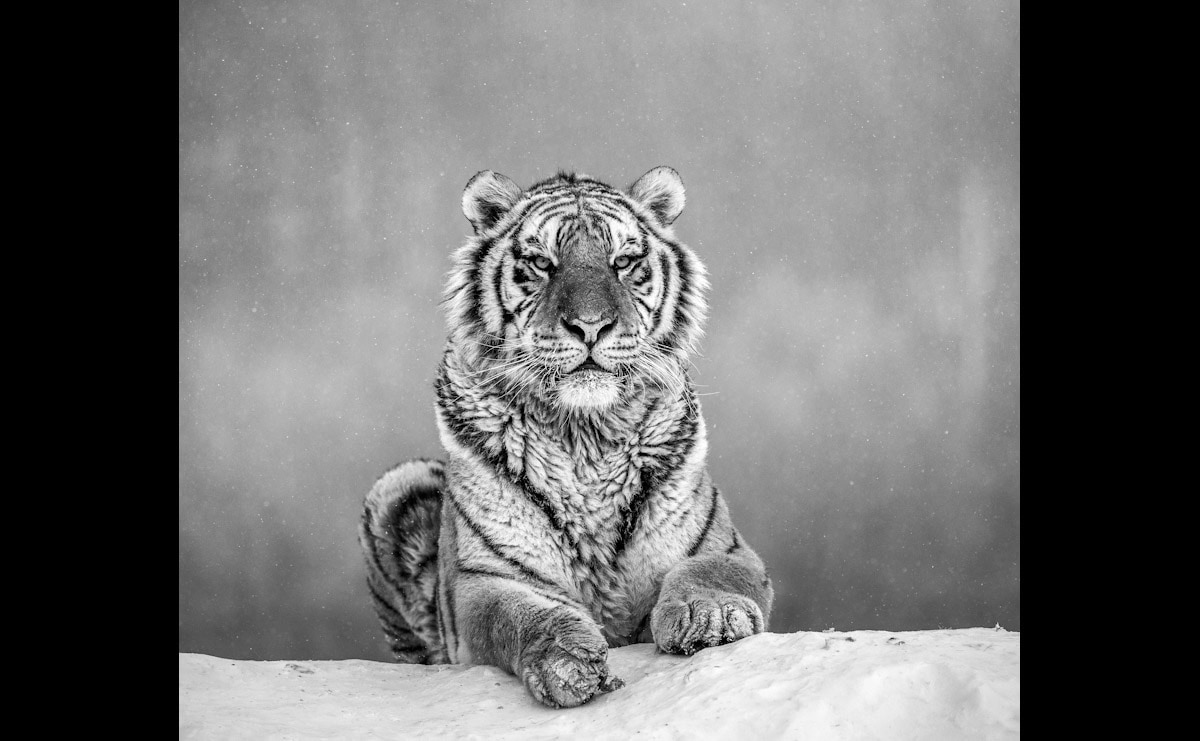 Papermoon, Fototapete »Tiger Portrait Schwarz & Weiß«, schwarz/weiß, Vlies, B/L: 4,5 m m x 2,8 m m - Bahnen: 9 Stk. St., schwarz/weiß