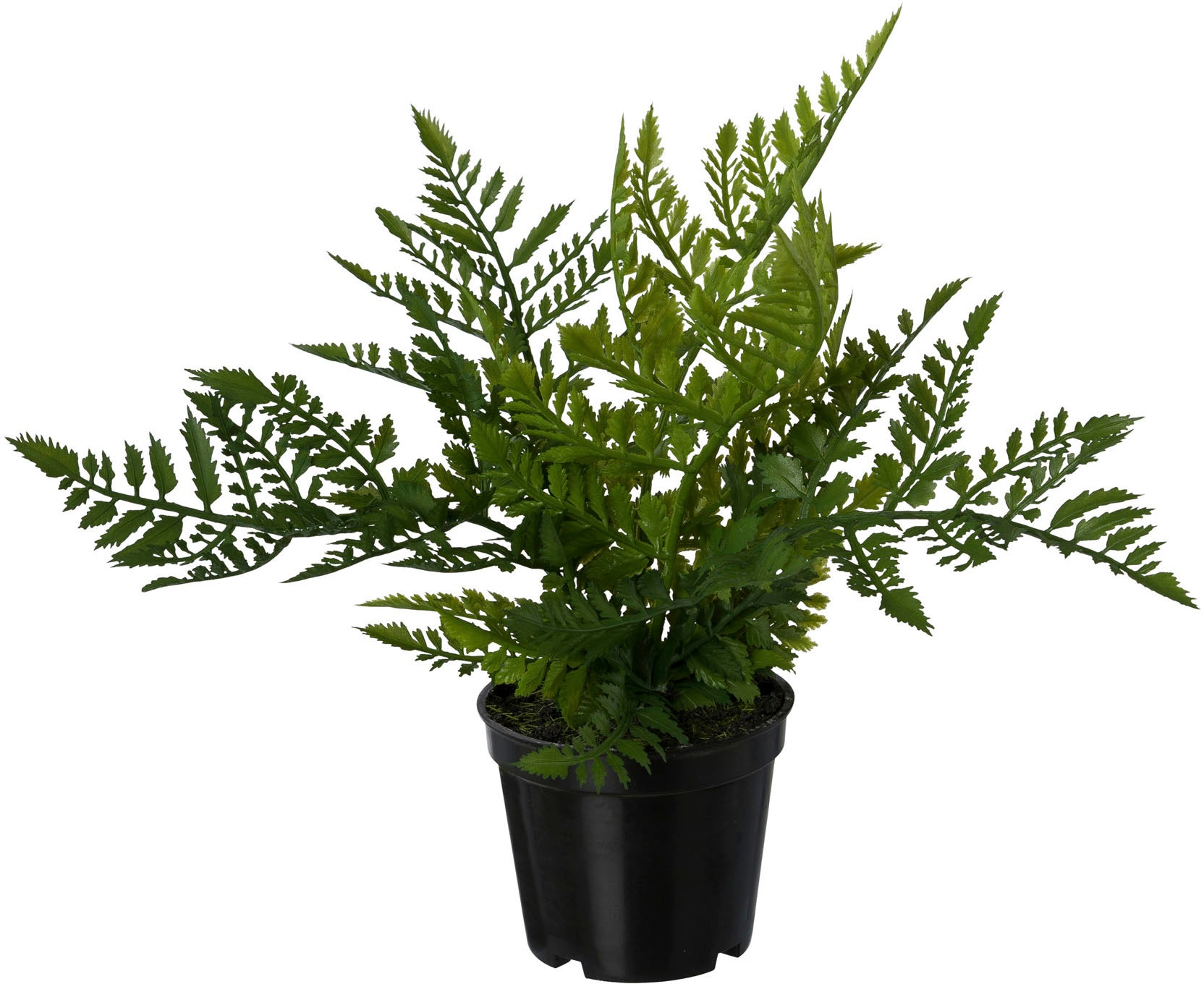 Creativ green Kunstpflanze »Farn«, 3er im Jahren online Kunststofftopf 3 XXL Garantie Set, | kaufen mit