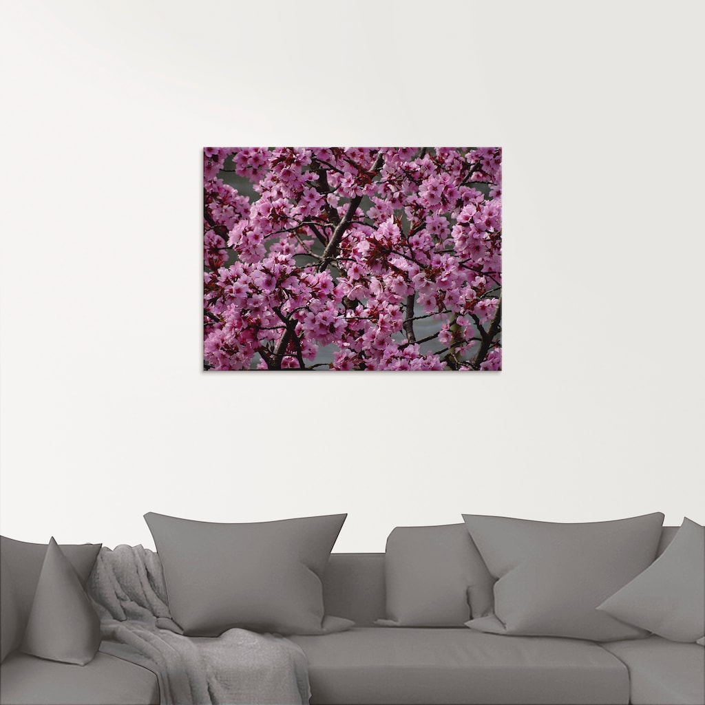 Artland Glasbild »Japanische Zierkirschen Blüte«, Bäume, (1 St.)