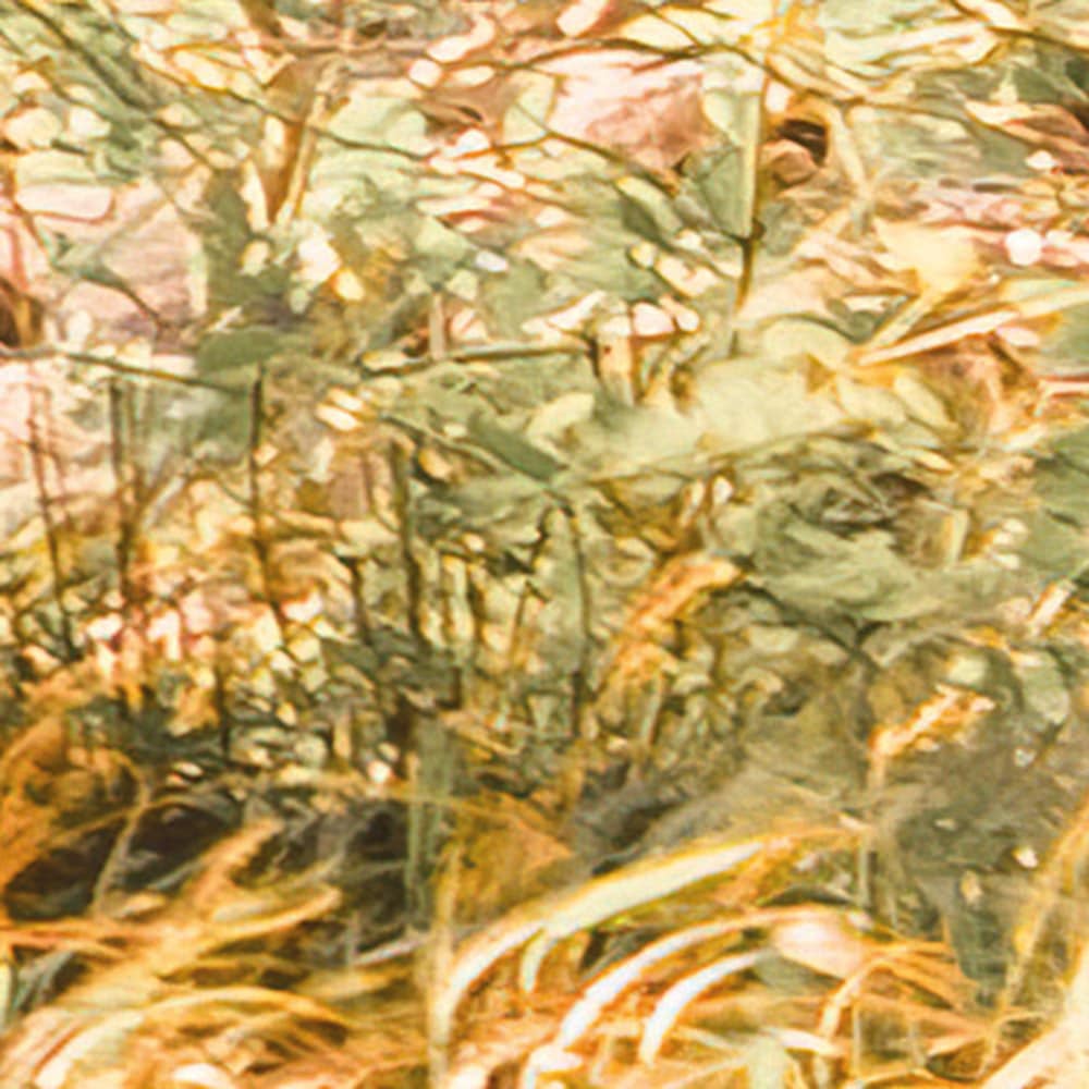 Komar Fototapete »Vlies Fototapete - Bold Birch - Größe 400 x 250 cm« Motiv | bedruckt glatt