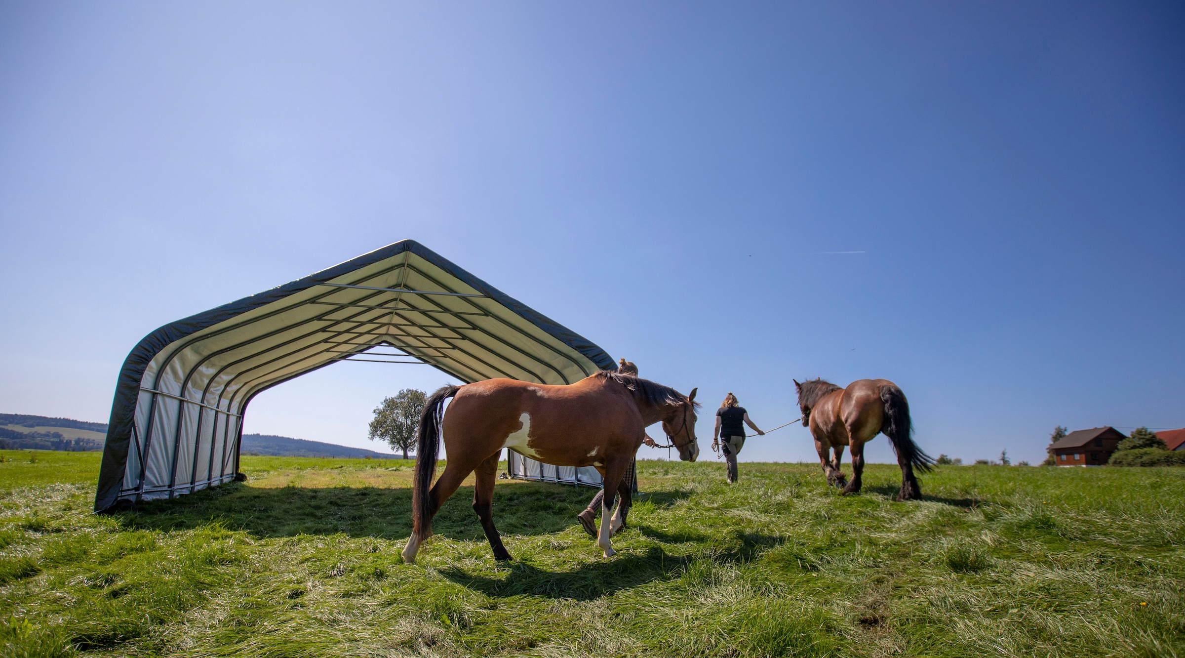 sportspower Foliengerätehaus »Weidezelt« 49,6 m², Grün