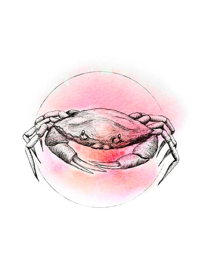 Komar Bild »Crab Watercolor« Tiere 1 Stk. tlg. Wandbild zur Dekoration - ohne Rahmen