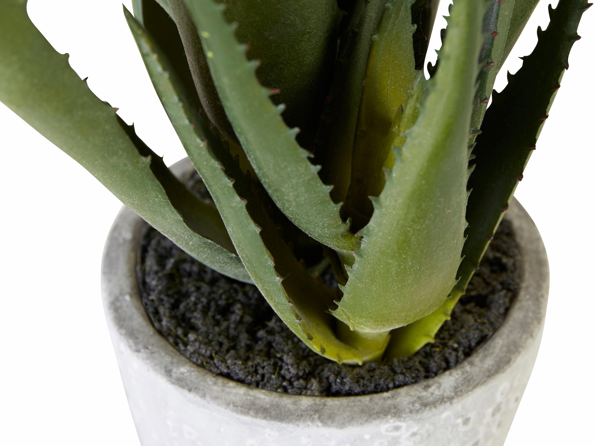 Garantie mit green »Aloe« | kaufen online XXL Kunstpflanze 3 Creativ Jahren