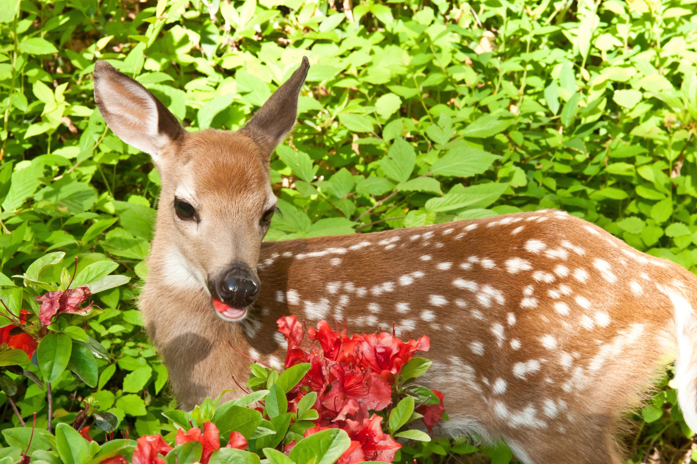 Fototapete »BABY ROTHIRSCH-KALB TIER ROTWILD WALD BLUMEN NATUR«